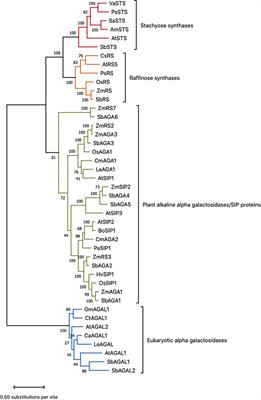 Transcriptional regulation of the raffinose family oligosaccharides pathway in Sorghum bicolor reveals potential roles in leaf sucrose transport and stem sucrose accumulation